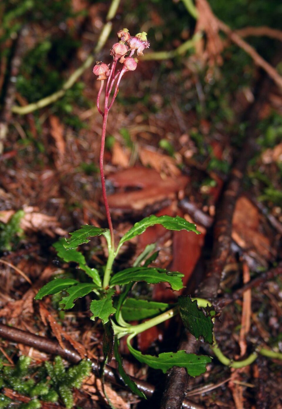 Chimaphila umbellata (pipsissewa)