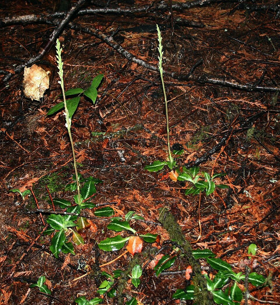 Goodyera oblongifolia (Rattlesnake Plantain) (alternate view 8)