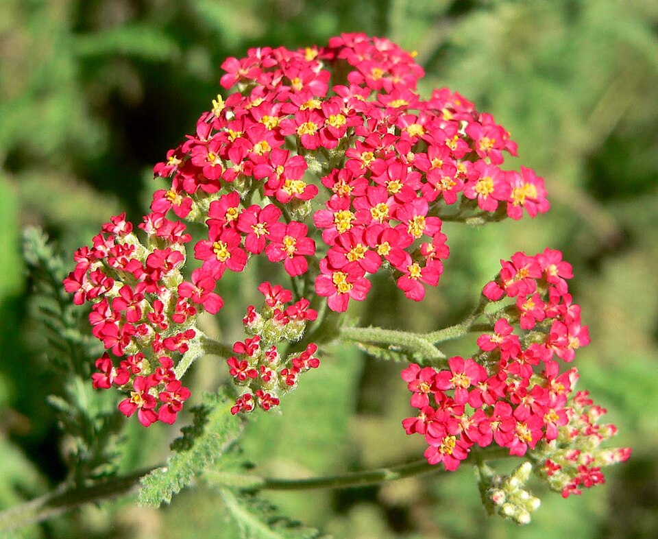 Achillea millefolium 'Paprika' (Paprika Yarrow)
