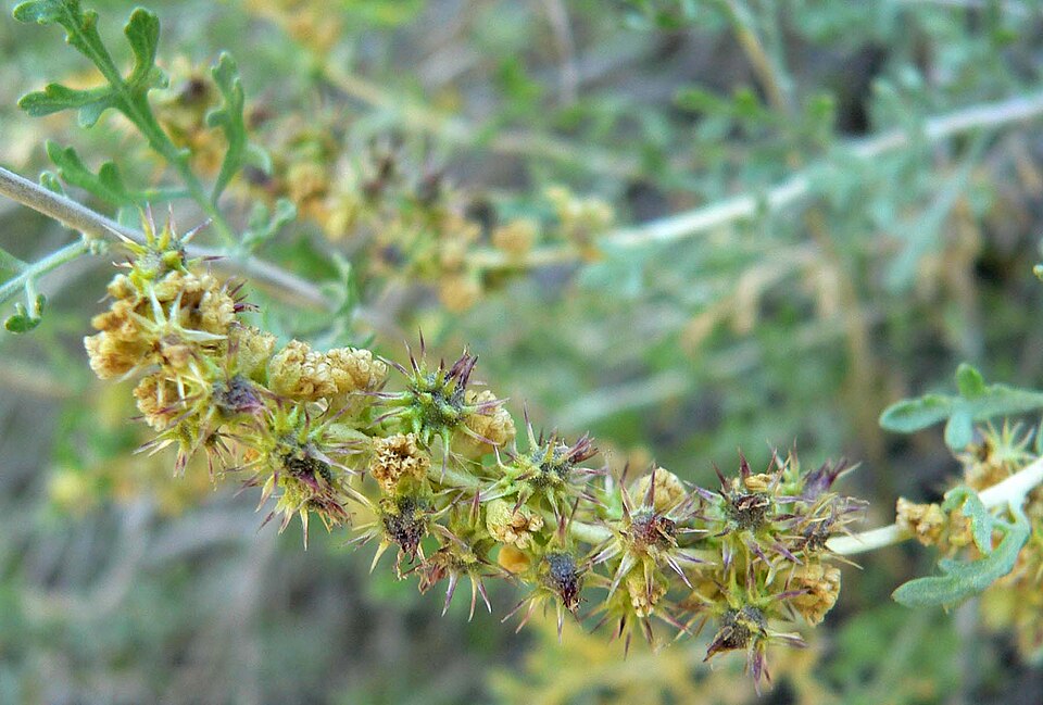 Ambrosia dumosa (Burrobush) (alternate view 6)