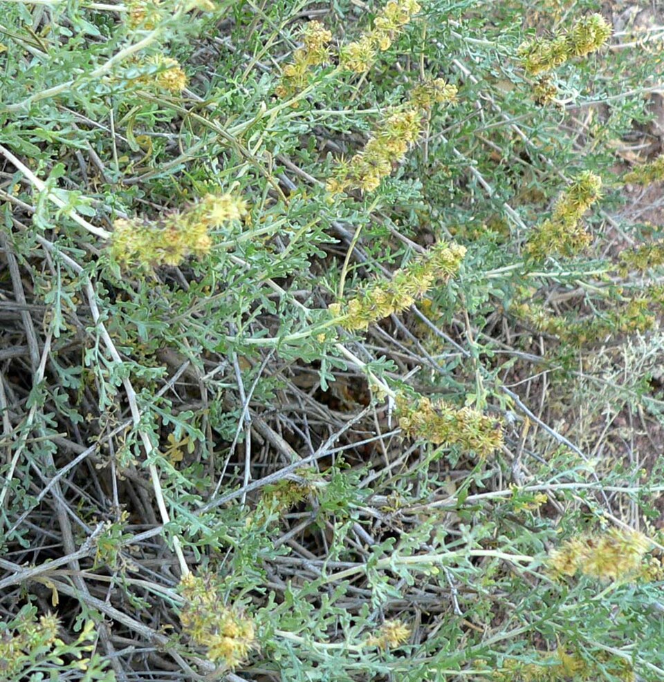 Ambrosia dumosa (Burrobush) (alternate view 7)