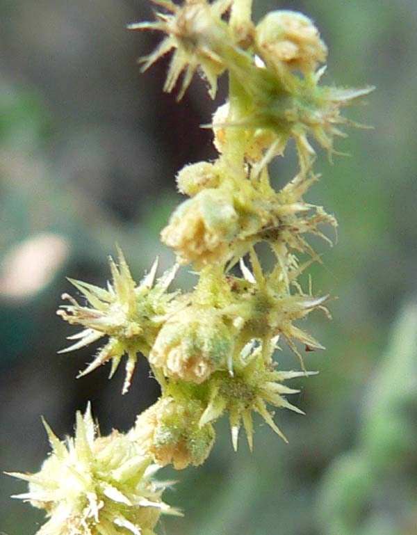 Ambrosia dumosa (Burrobush) (alternate view 8)