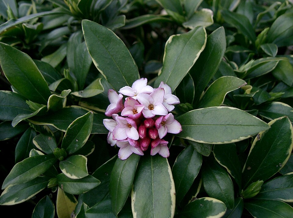 Daphne odora (Winter Daphne) (alternate view 8)