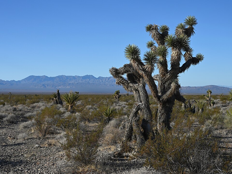 Yucca jaegeriana (Eastern Joshua tree) (alternate view 5)