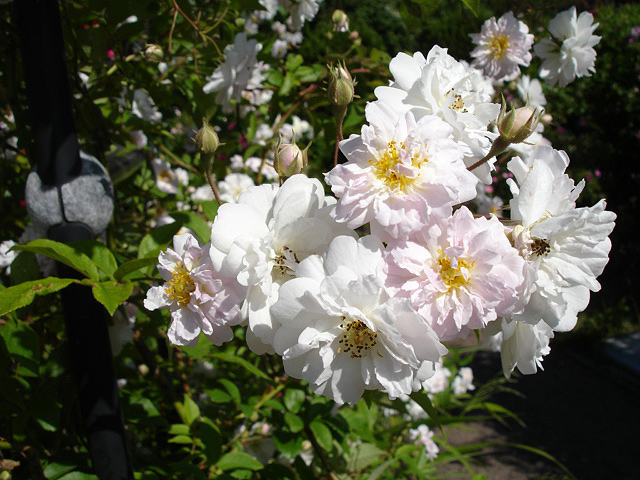 Rosa 'Sander''s White Rambler' (Sanders' White Rambler) (alternate view 3)