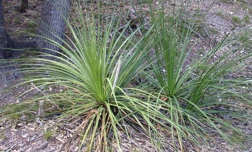 Dasylirion texanum (Texas sotol) (alternate view 6)