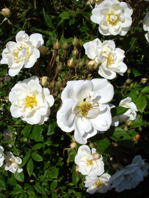 Rosa 'Lykkefund' (Lykkefund Rose)