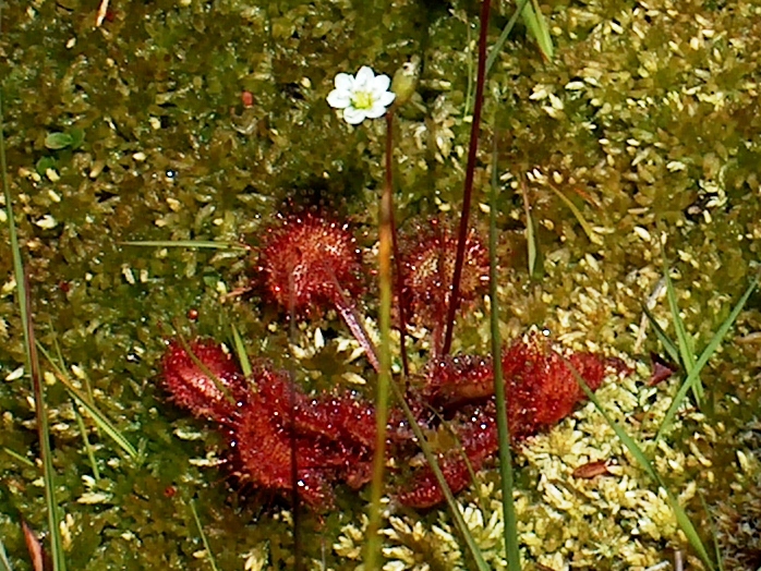 Drosera rotundifolia (round-leaved sundew)