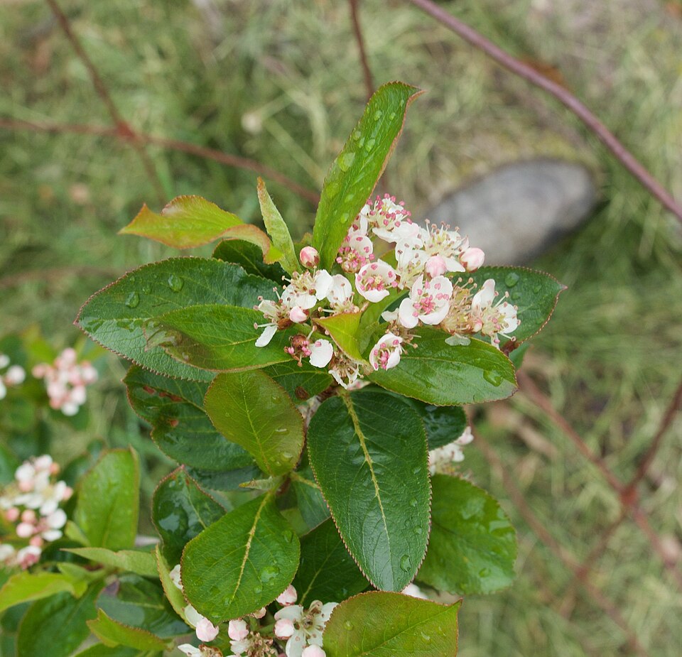 Aronia melanocarpa 'Viking' (Viking Aronia Chokeberry) (alternate view 3)