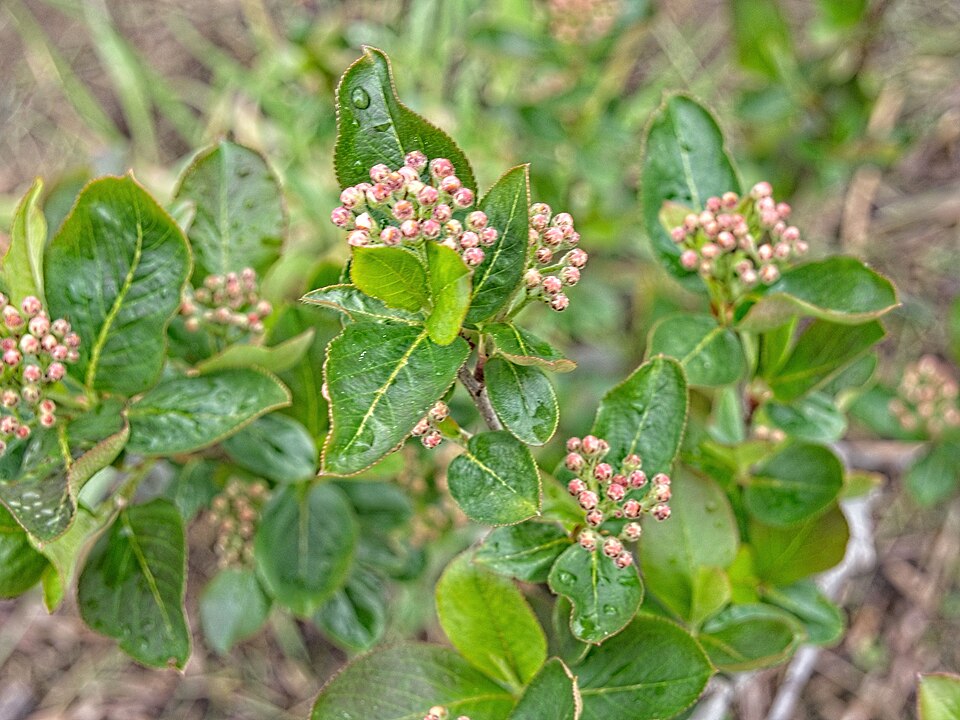 Aronia melanocarpa 'Viking' (Viking Aronia Chokeberry) (alternate view 4)