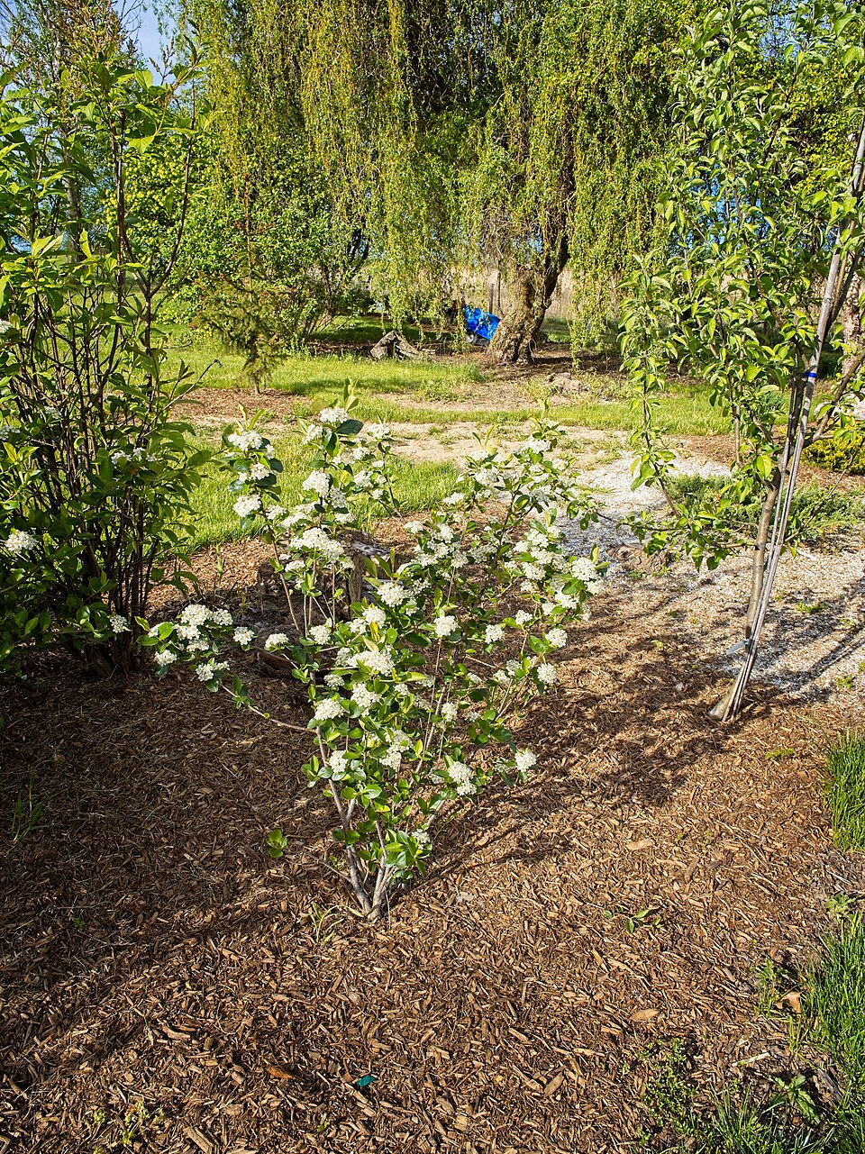 Aronia melanocarpa 'Viking' (Viking Aronia Chokeberry) (alternate view 5)