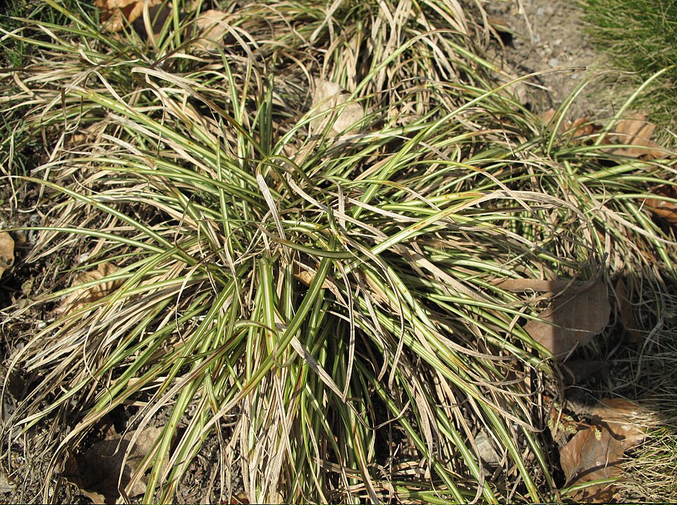 Carex ornithopoda 'Variegata' (Variegated Bird's Foot Sedge) (alternate view 2)
