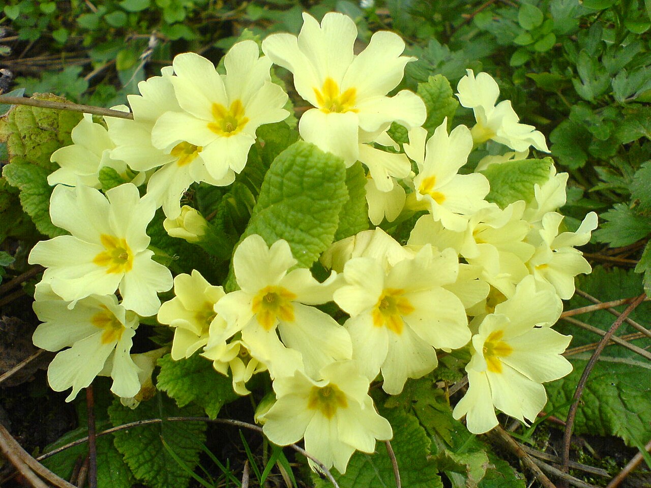 Primula (Polyanthus Primrose)