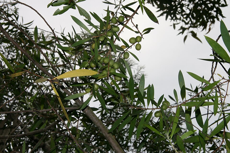 Persoonia lanceolata (Lance-leaf Geebung) (alternate view 9)