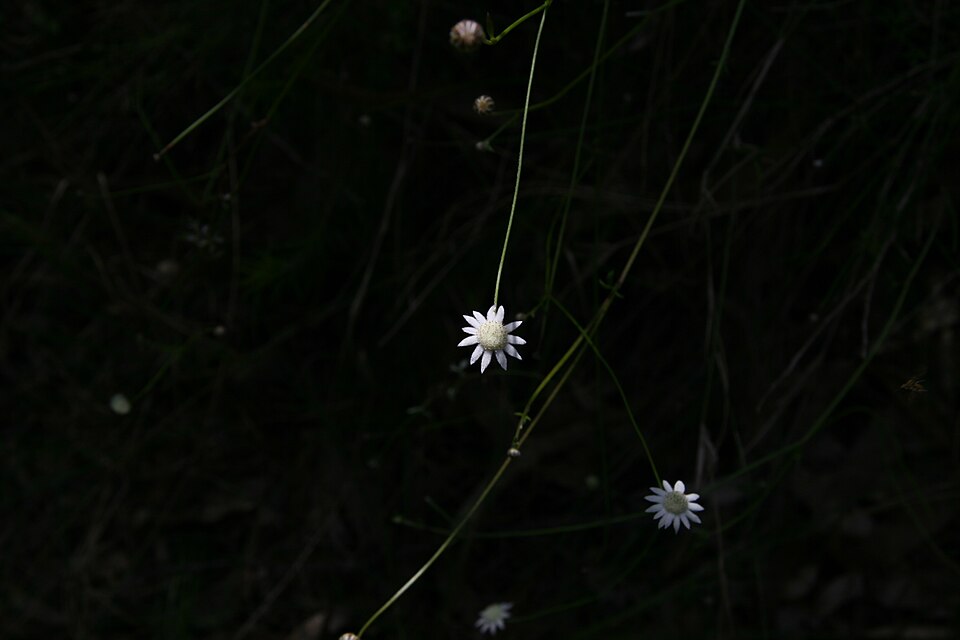 Actinotus minor (Lesser Flannel Flower) (alternate view 7)