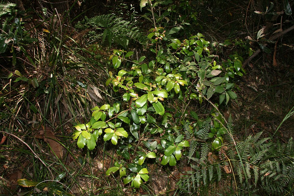 Myrsine variabilis (Variable Muttonwood) (alternate view 8)
