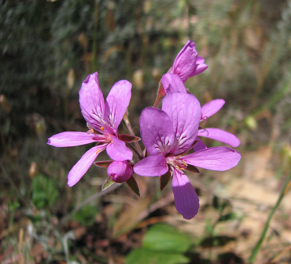 Pelargonium rodneyanum (magenta stork's-bill) (alternate view 7)