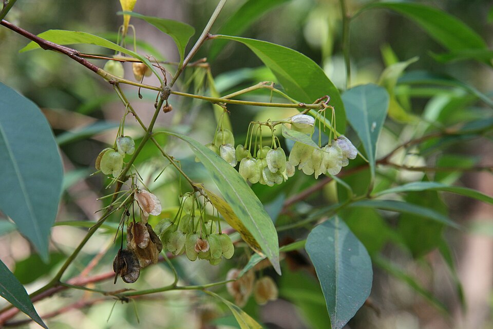 Dodonaea triquetra (Common Hop Bush) (alternate view 2)