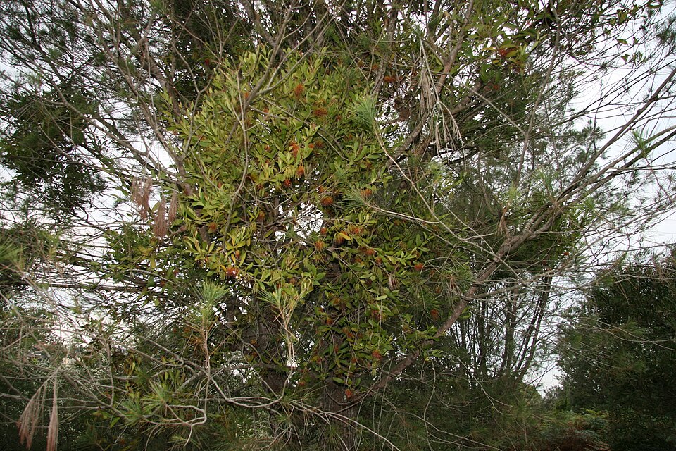 Amyema congener (variable mistletoe) (alternate view 6)