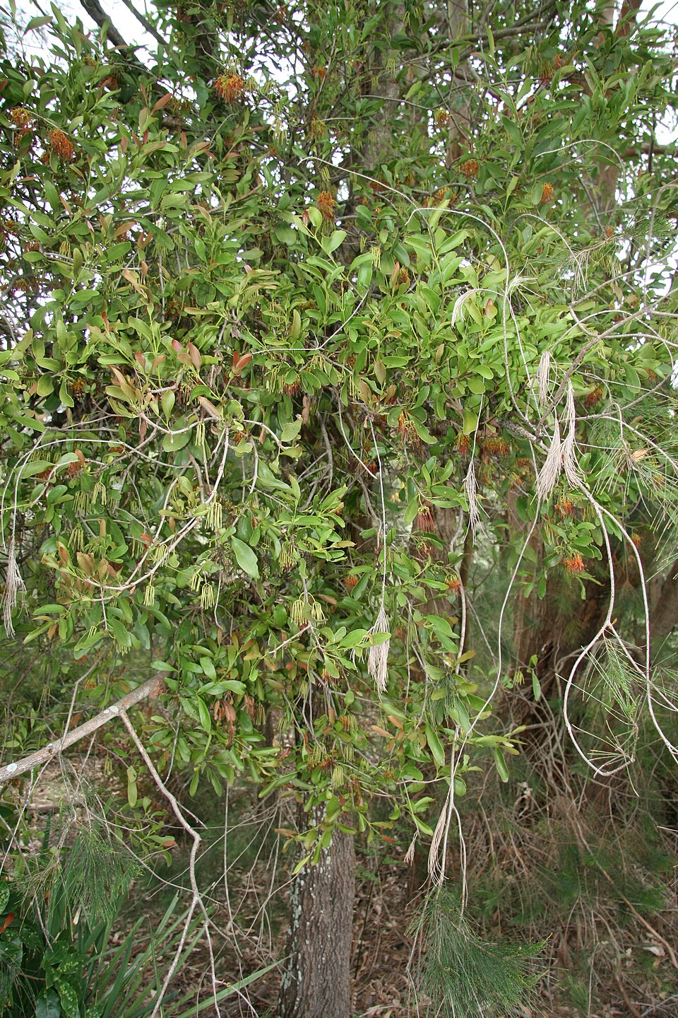 Amyema congener (variable mistletoe) (alternate view 7)