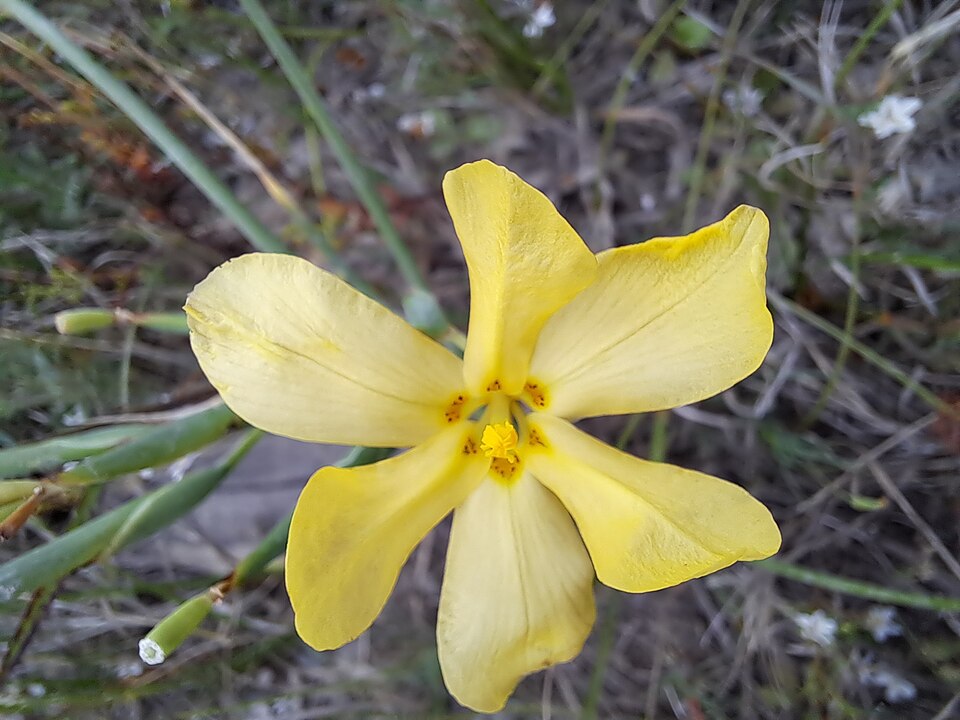 Moraea (Cape Tulips) (alternate view 3)