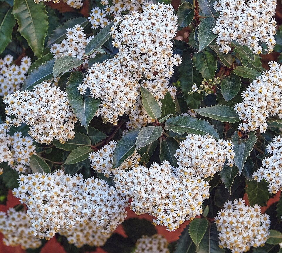 Olearia macrodonta (alternate view 8)
