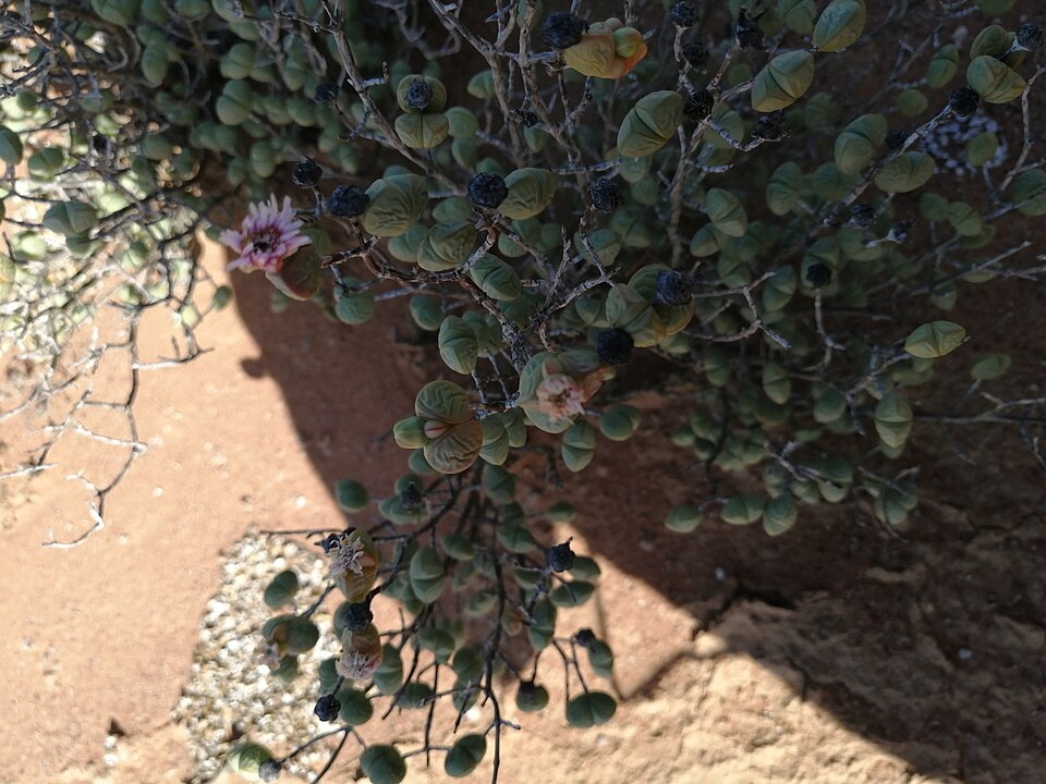 Ruschia (Tentfigs)
