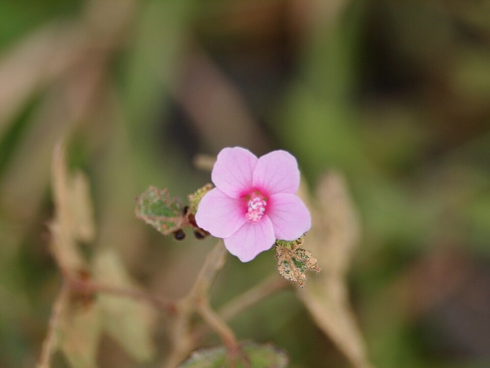 Urena lobata (Caesar weed)
