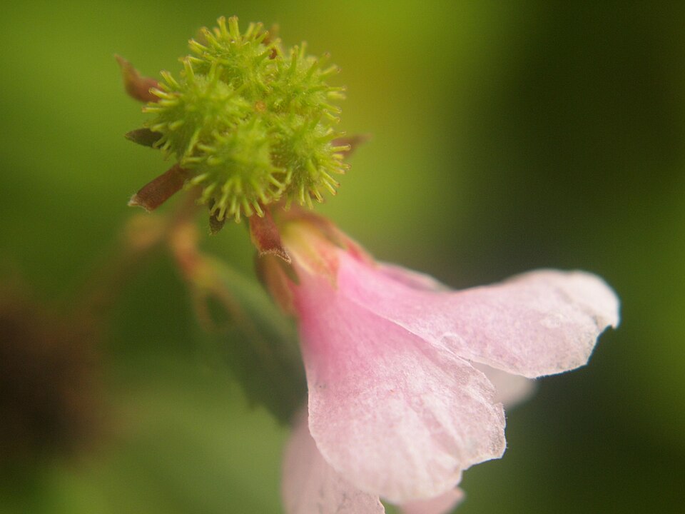Urena lobata (Caesar weed) (alternate view 2)