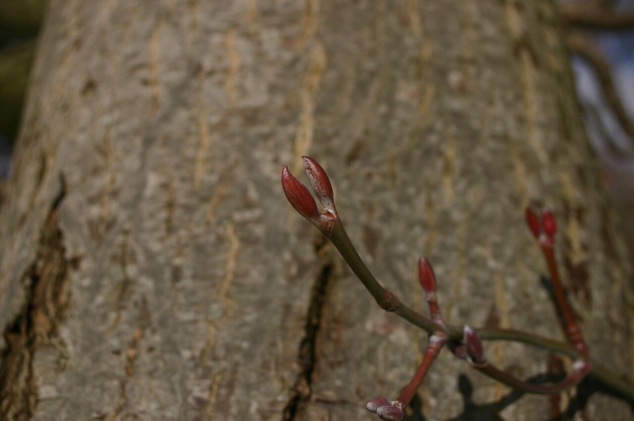 Acer rufinerve, Redvein maple — upright deciduous (Sapindaceae) (image 3 of 10)
