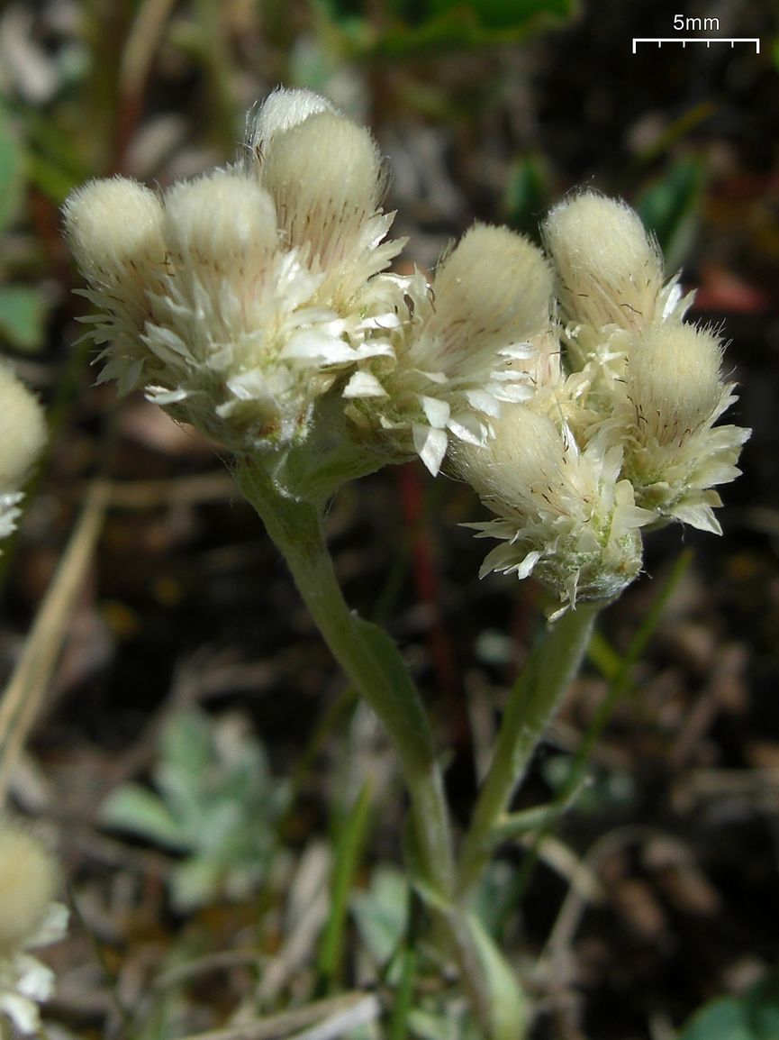 Antennaria parvifolia (small-leaf pussytoes) (alternate view 7)