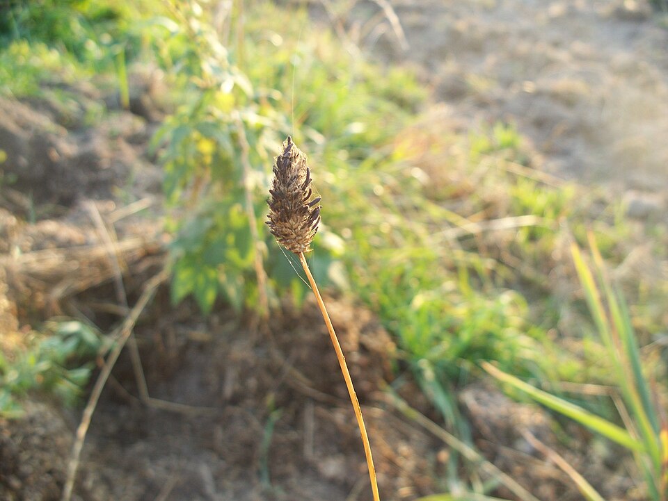 Phleum pratense (Timothy grass)