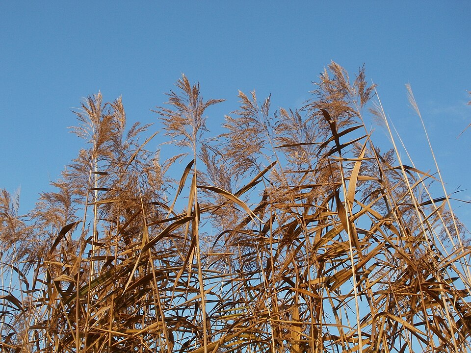 Phragmites australis (common reed)