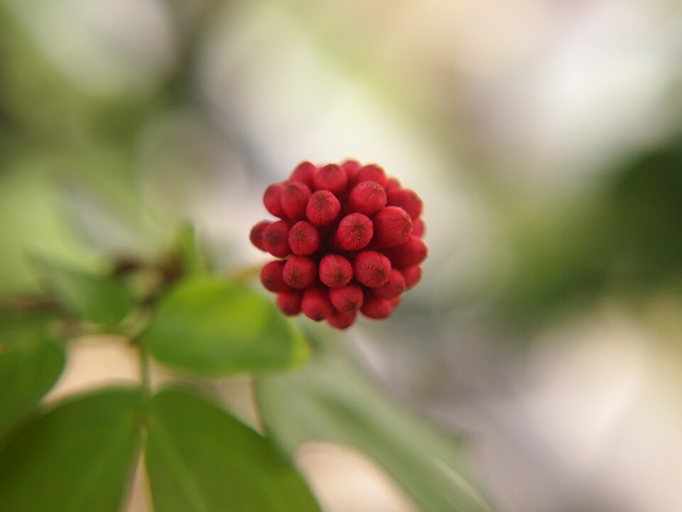 Calliandra haematocephala (Pink Powder Puff) (alternate view 8)