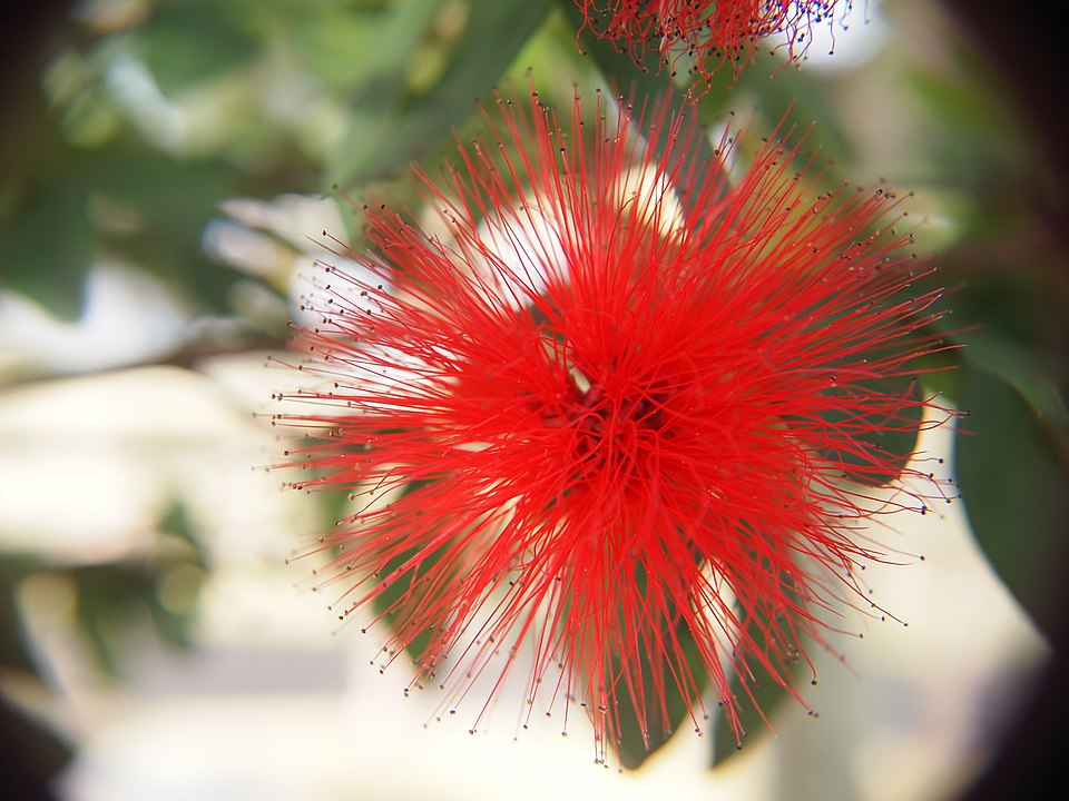 Calliandra haematocephala (Pink Powder Puff) (alternate view 9)
