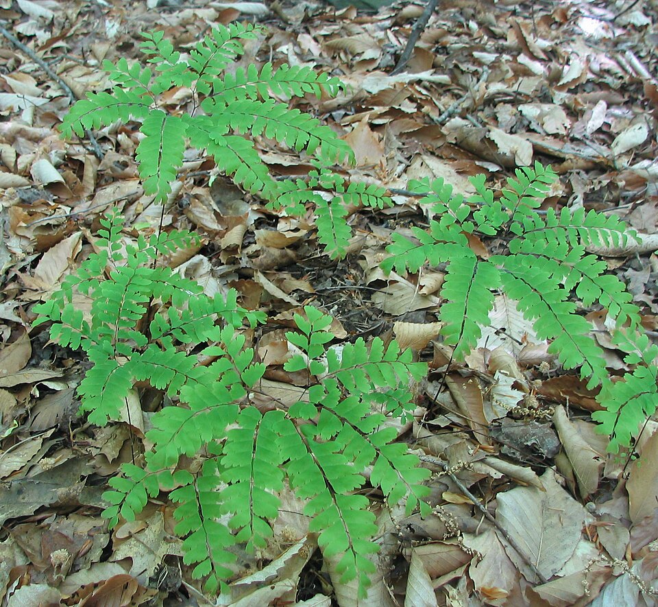 Adiantum pedatum (Northern Maidenhair Fern) (alternate view 9)
