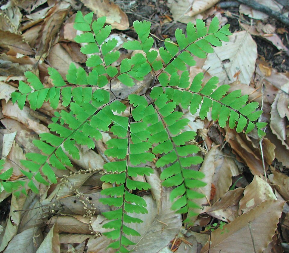 Adiantum pedatum (Northern Maidenhair Fern) (alternate view 10)