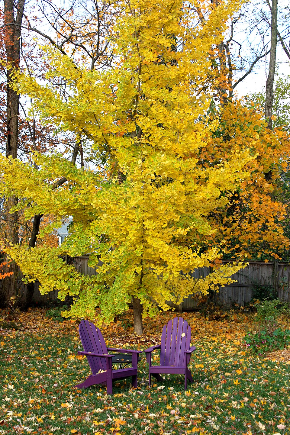 Ginkgo biloba 'Princeton Sentry' (Princeton Sentry Columnar Ginkgo)