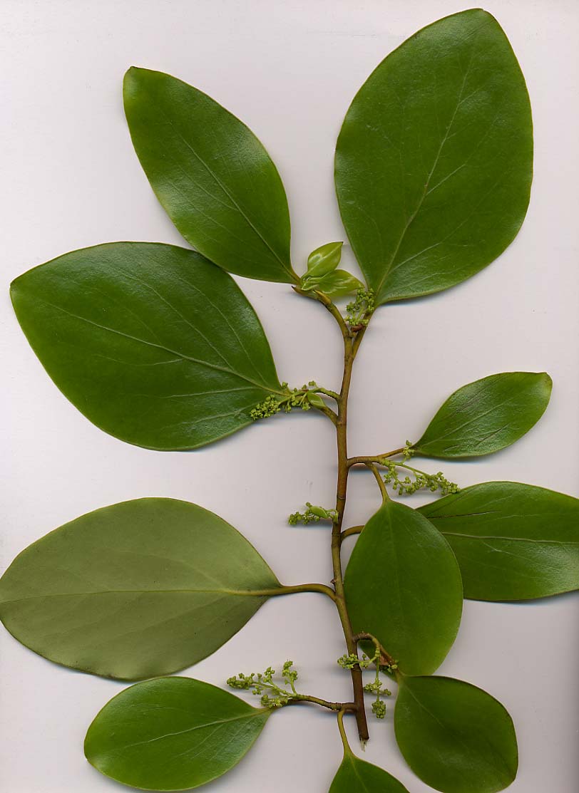 Griselinia littoralis, New Zealand broadleaf — upright evergreen (Griseliniaceae) (image 1 of 9)