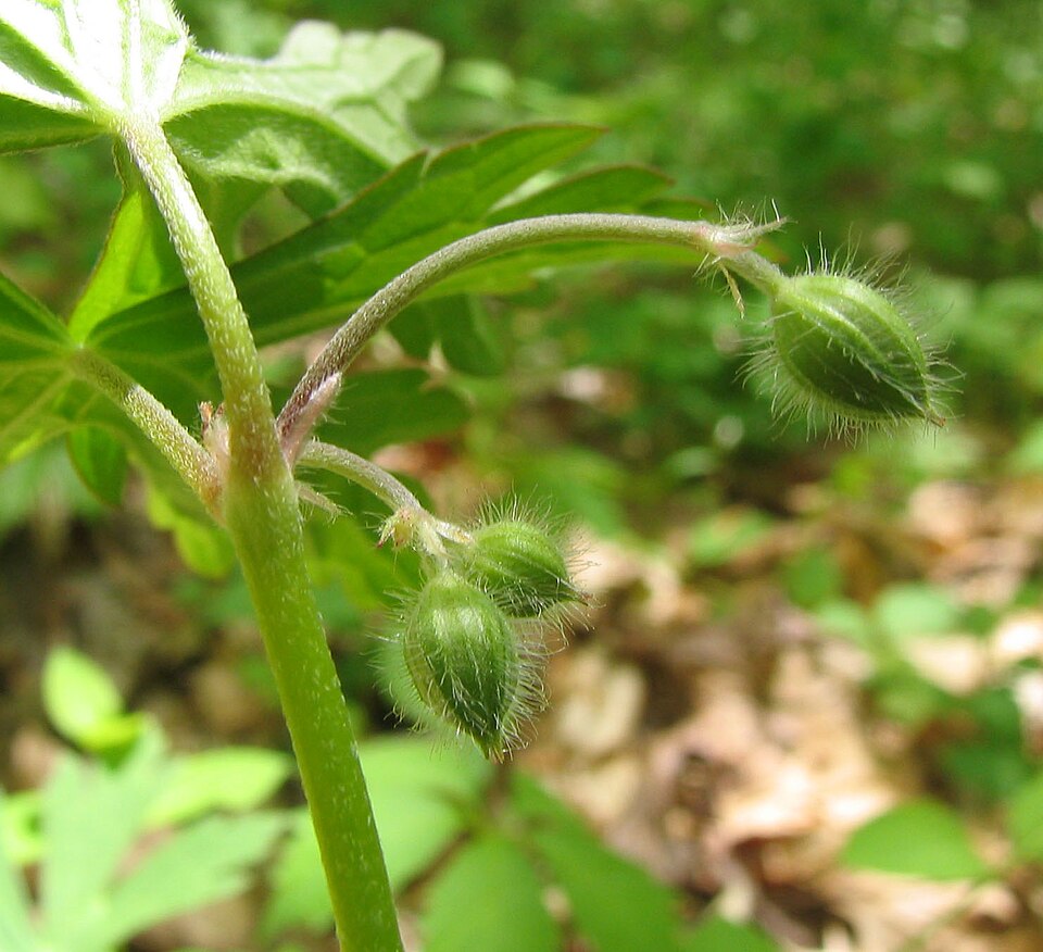 Geranium maculatum (wild geranium)
