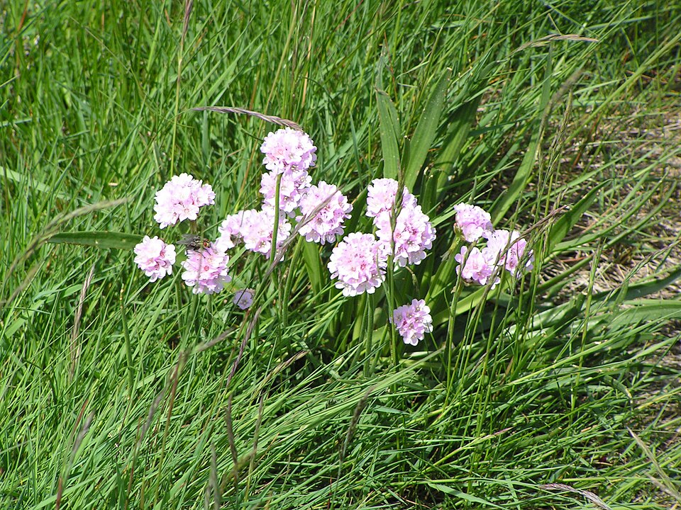 Armeria maritima (sea thift) (alternate view 4)