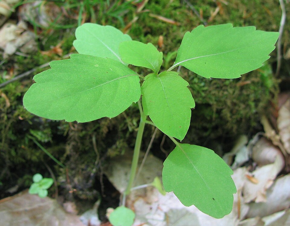 Impatiens pallida (pale jewelweed)