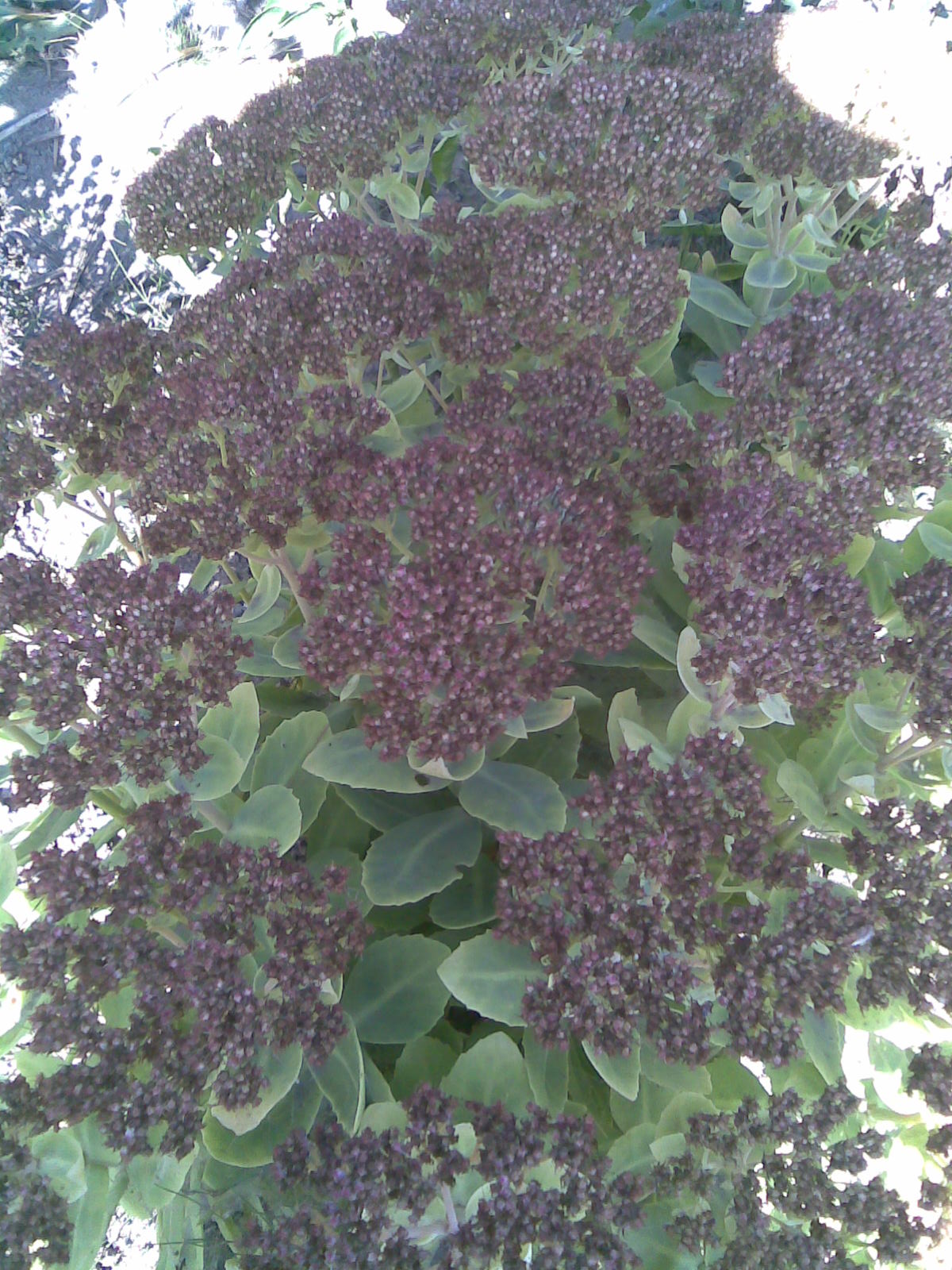 Hylotelephium spectabile, Ice plant — upright deciduous (Crassulaceae) (image 8 of 8)