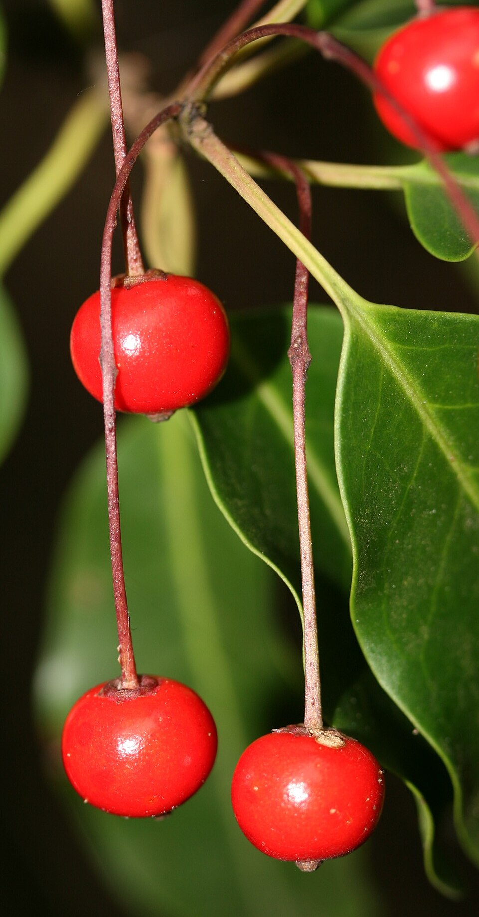 Ilex pedunculosa, Longstalk holly — upright evergreen (Aquifoliaceae) (image 8 of 10)