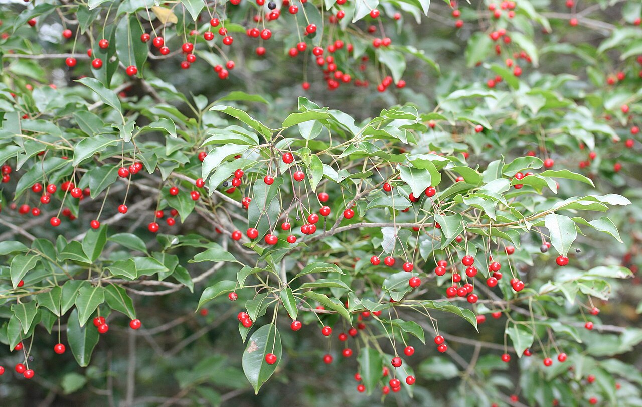 Ilex pedunculosa, Longstalk holly — upright evergreen (Aquifoliaceae) (image 9 of 10)
