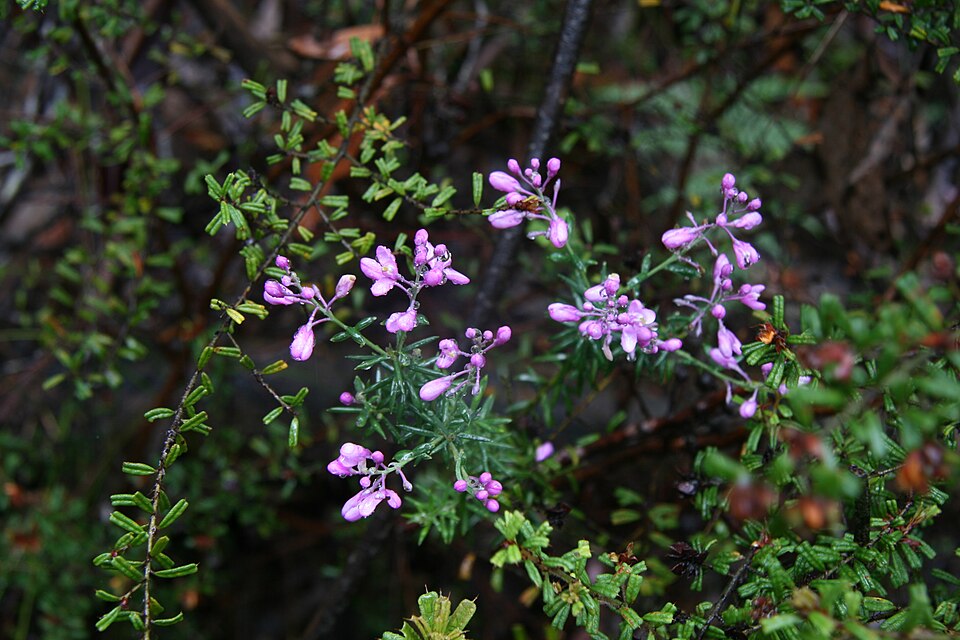 Comesperma ericinum (Pink Matchheads) (alternate view 2)