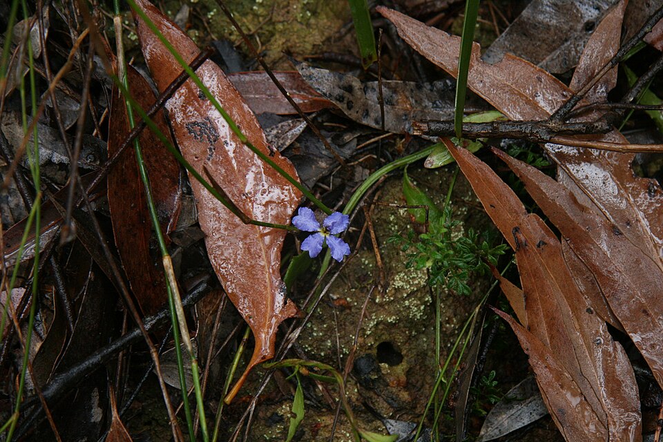 Dampiera stricta (Blue Dampiera) (alternate view 2)