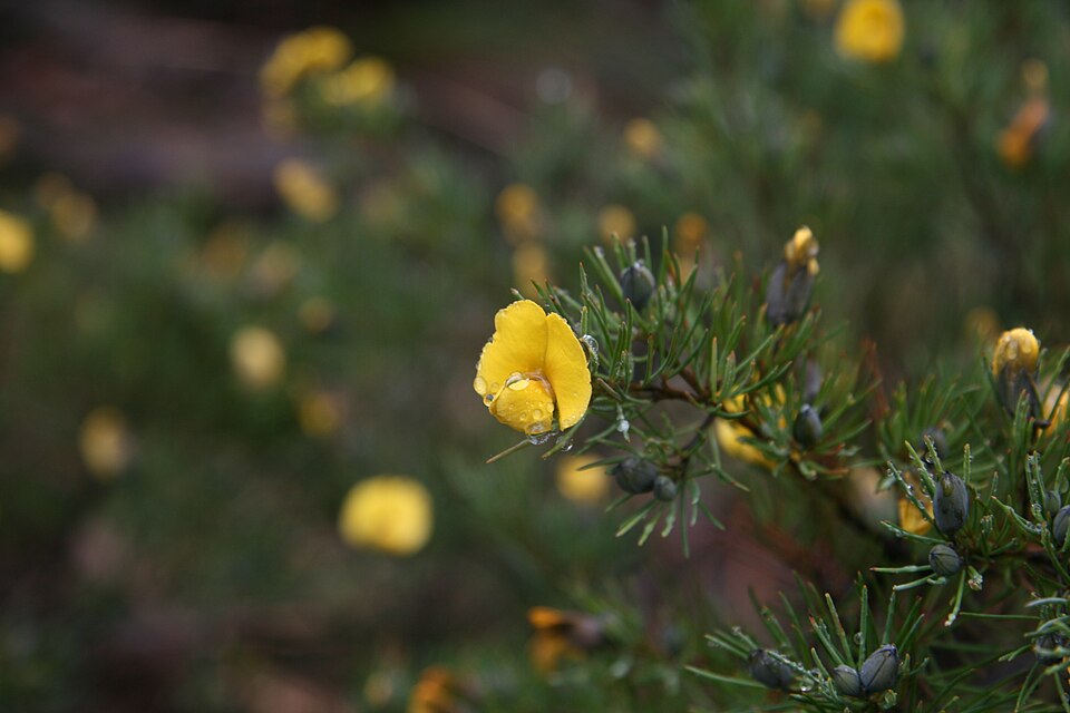 Gompholobium grandiflorum (Large Wedge Pea) (alternate view 7)