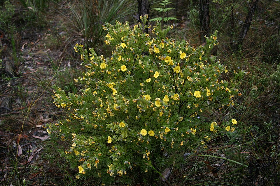 Gompholobium grandiflorum (Large Wedge Pea) (alternate view 8)