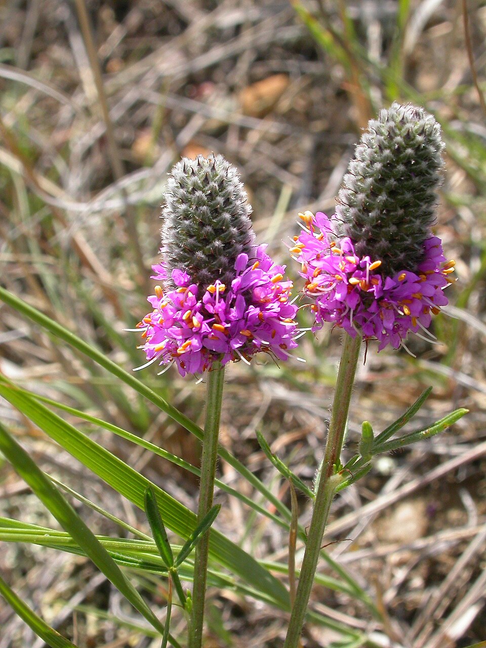 Dalea purpurea (purple prairie clover) (alternate view 7)